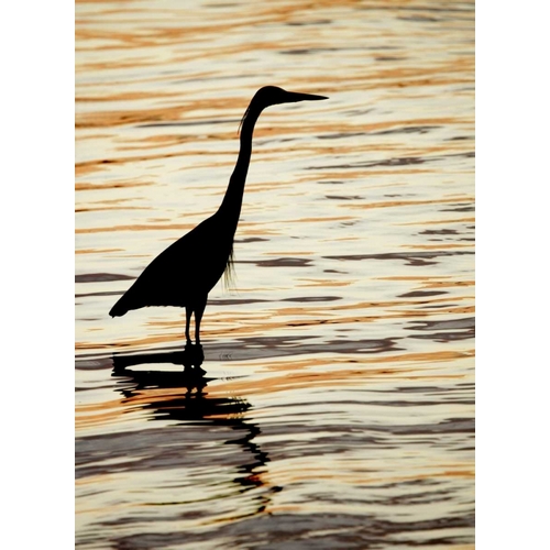 FL, Sanibel Silhouette of great blue heron